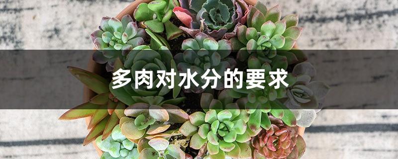 Moisture requirements of succulents