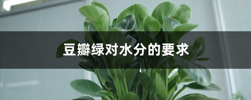 Douban Green's moisture requirements