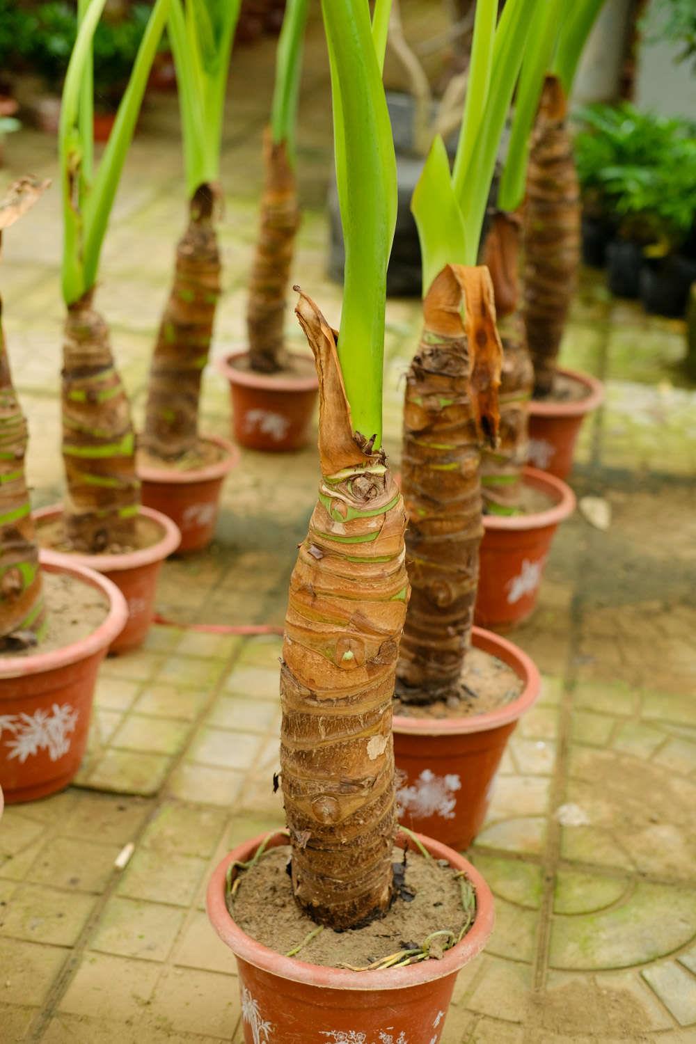 Drip Water Guanyin