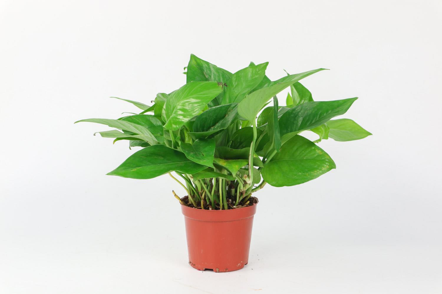 Pothos