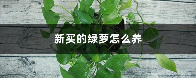 How to grow newly purchased green radish