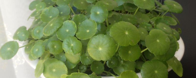 Is it possible to grow Desmodium in water? How to grow Desmodium in water