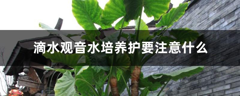 What should we pay attention to when cultivating and maintaining Dripping Guanyin in water, the advantages of hydroponics