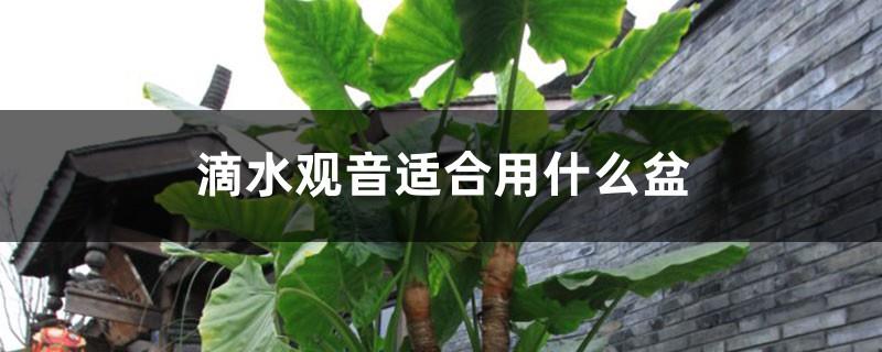 What kind of pot is suitable for Dripping Guanyin, and what kind of soil is suitable for it