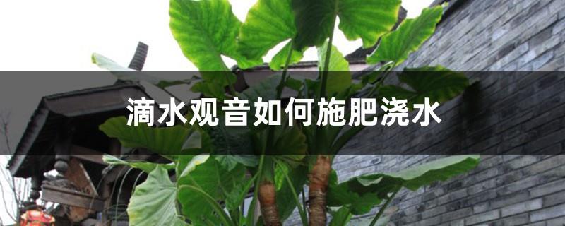 How to fertilize and water Dripping Guanyin, what to do if you apply too much water and fertilizer