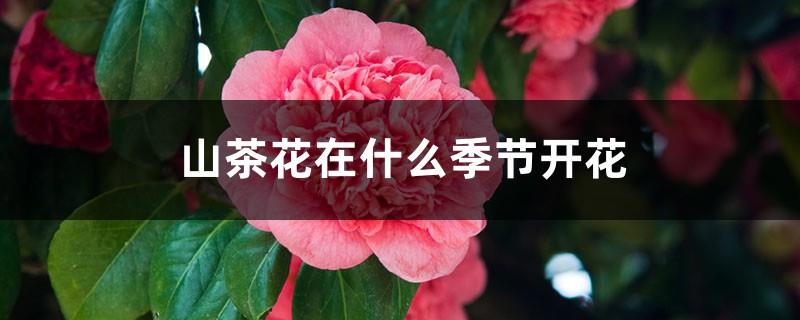 In what season do camellias bloom? Should they be picked after they bloom?