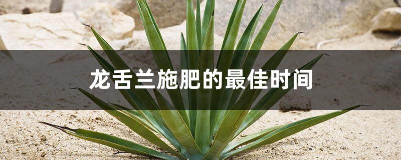 The best time to fertilize agave, how to fertilize agave