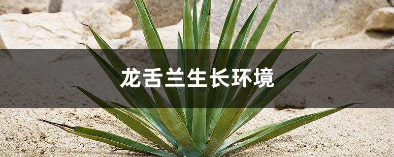 The growth environment of agave, how can agave grow quickly