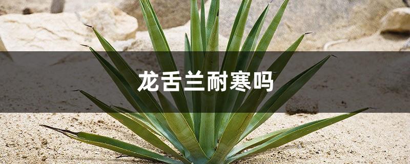 Is agave tolerant to cold and shade?