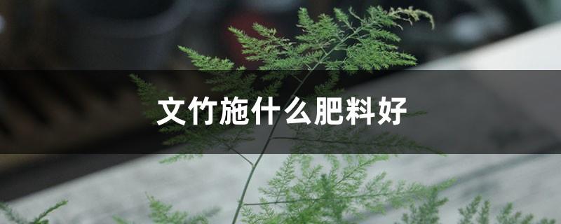 What kind of fertilizer is good for asparagus bamboo, can I use quick-acting compound fertilizer for fertilization?