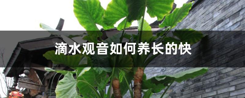 How to grow Dripping Guanyin fast? Can Dripping Guanyin be kept indoors?