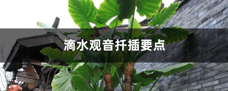 The key points of cuttings of Dripping Guanyin and when is the cutting time