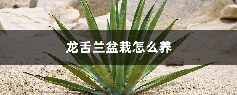 How to grow agave potted plants, can they be exposed to the sun?