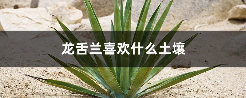 What kind of soil does agave like? Does it like sunshine?