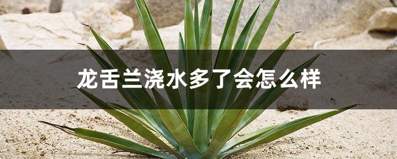 What will happen if the agave is watered too much? How often should it be watered in summer