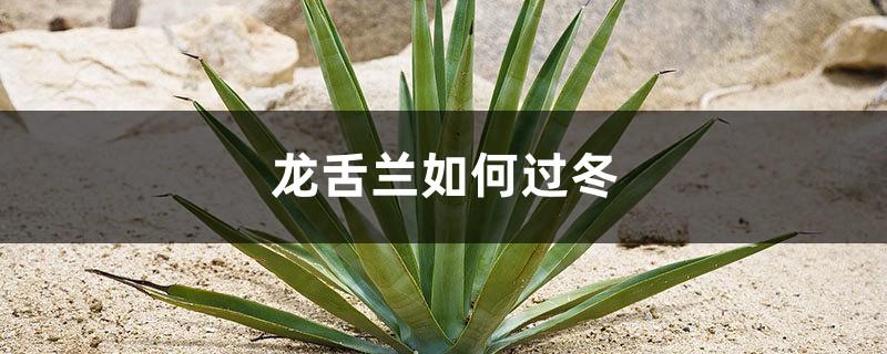 How does agave survive the winter? Can agave survive the winter outdoors?