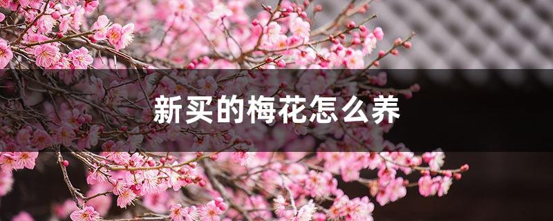 How to grow newly purchased plum blossoms