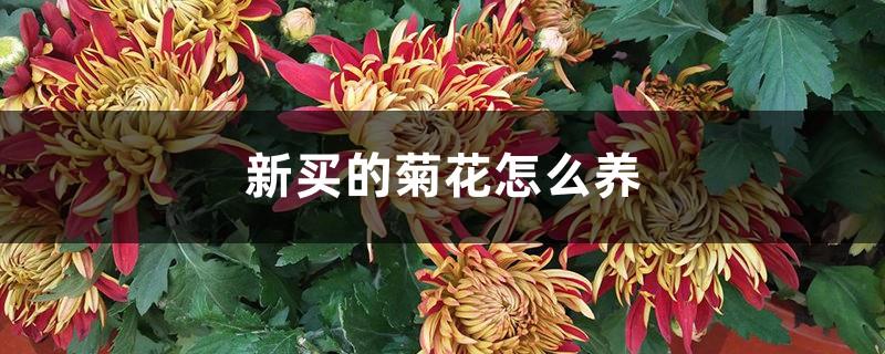 How to grow newly purchased chrysanthemums