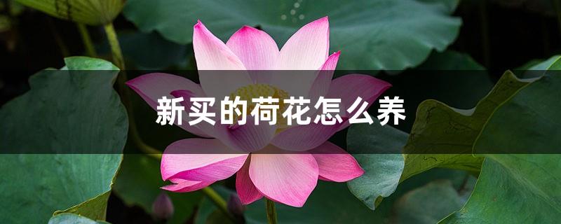 How to grow newly purchased lotus flowers