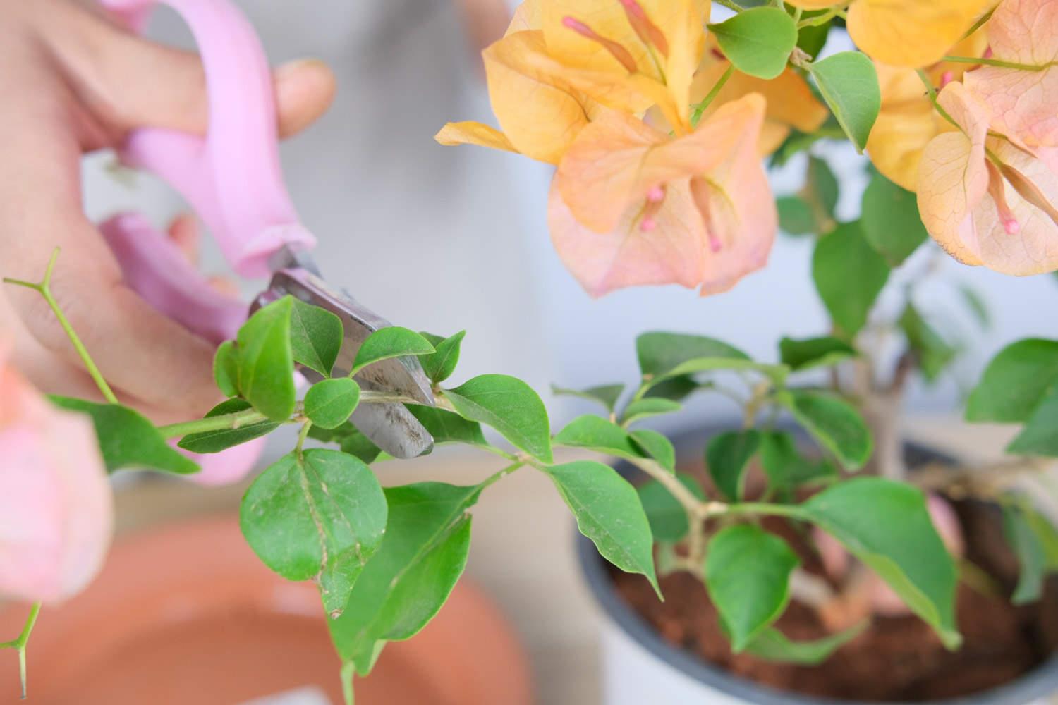 Bougainvillea