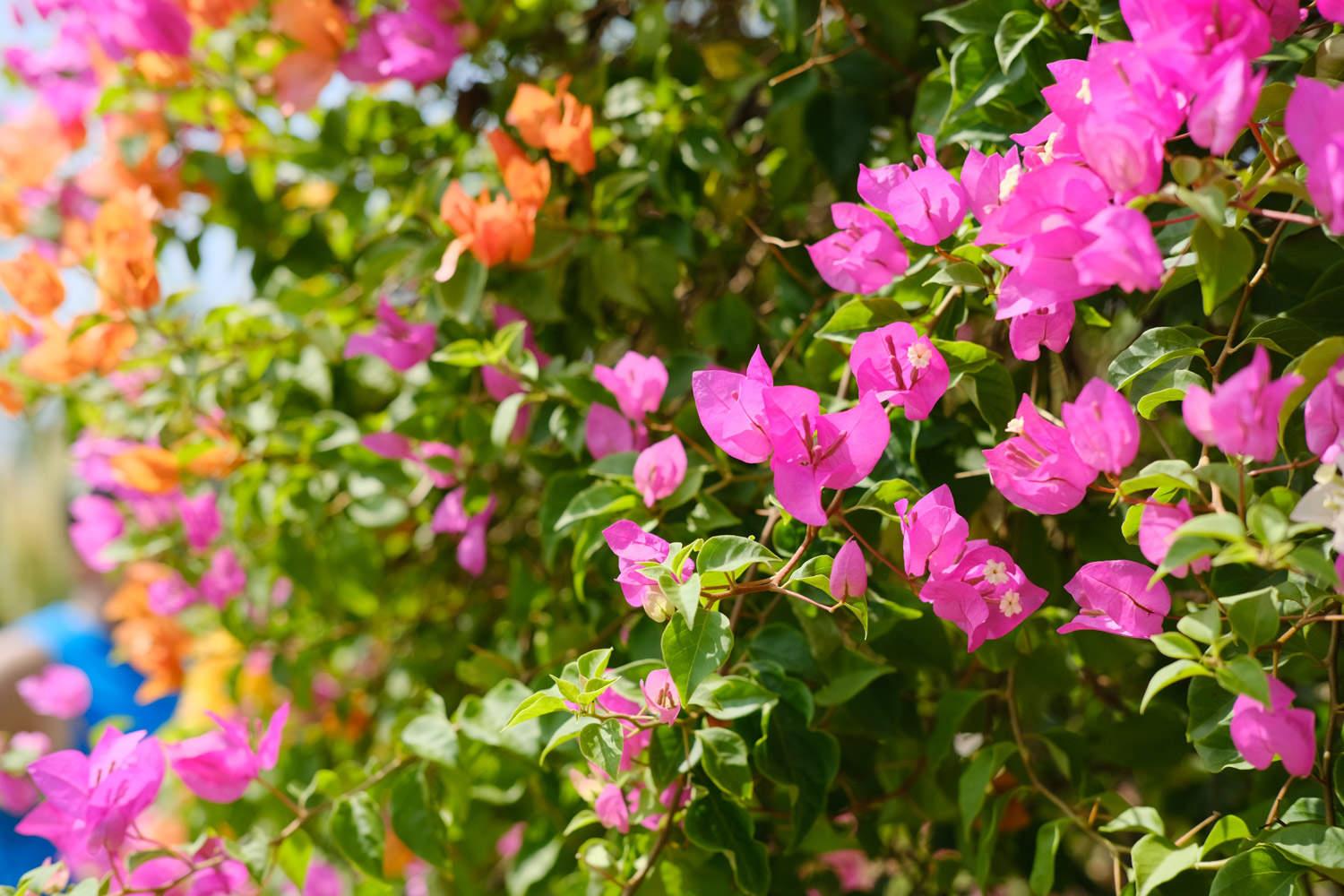 Bougainvillea