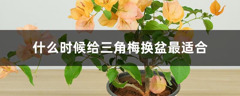 When is the best time to repot bougainvillea and how to care for it after repotting