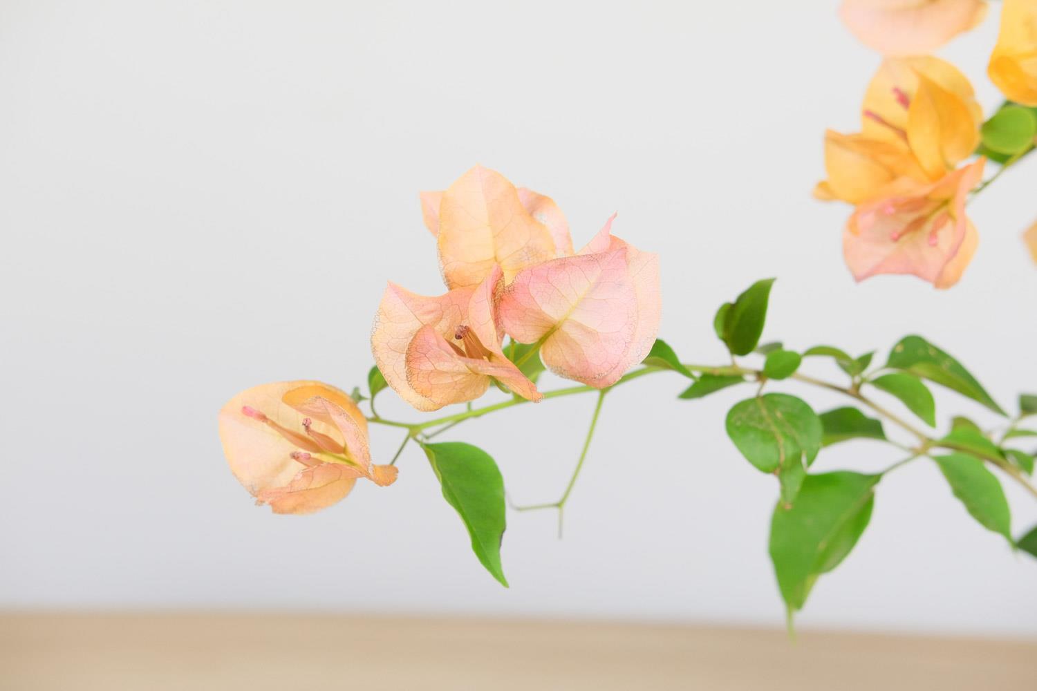 Bougainvillea