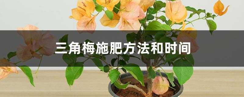 Bougainvillea fertilization method and time, what kind of fertilizer is best