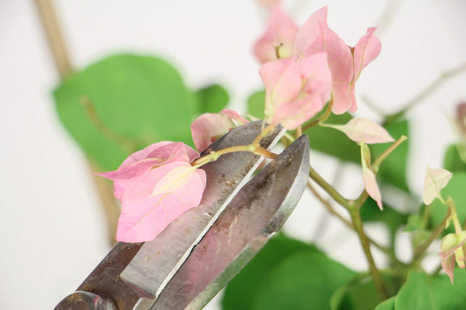 Bougainvillea