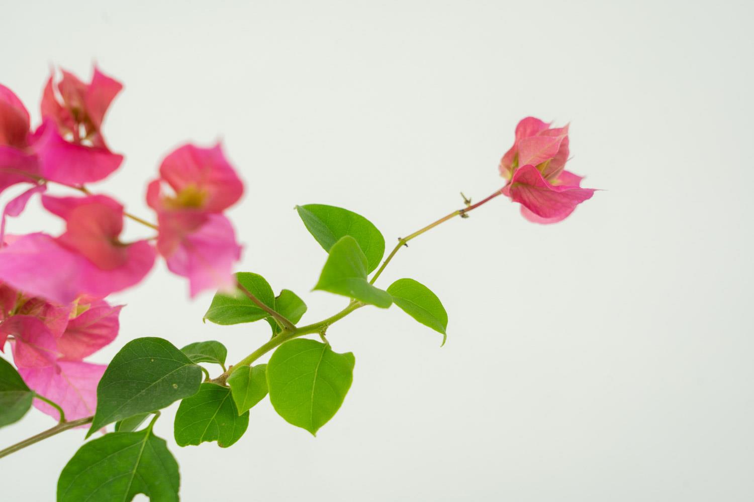 Bougainvillea