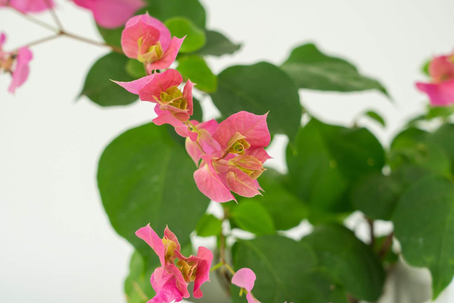 Bougainvillea