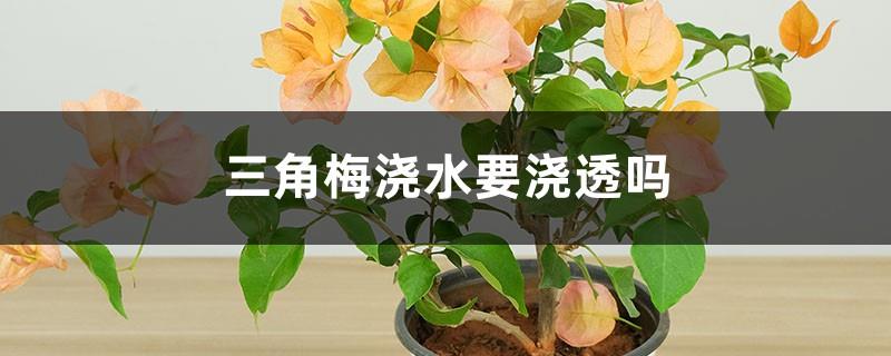 Do you need to water the bougainvillea thoroughly? What should you do if you water too much?