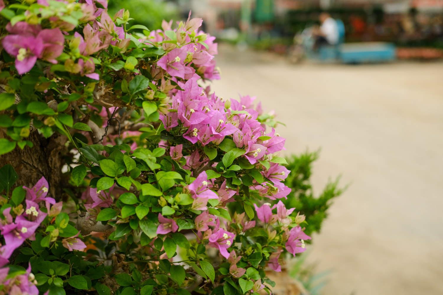 Bougainvillea