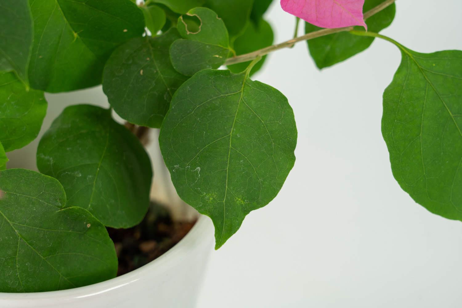 Bougainvillea