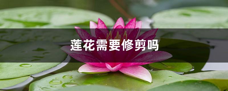 Does the lotus need to be pruned? How to prune the lotus