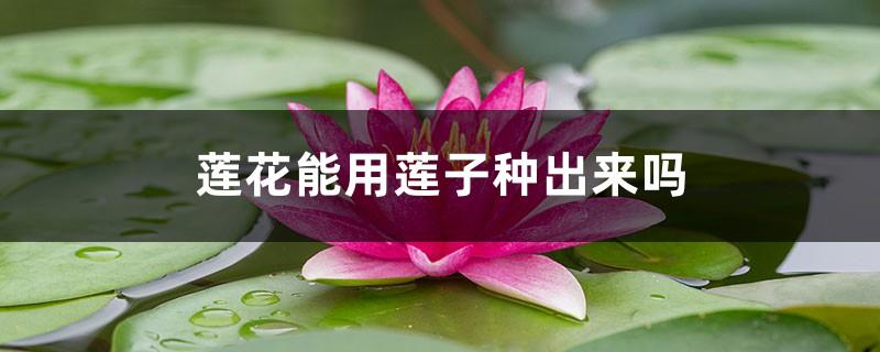 Can lotus be grown from lotus seeds, how to grow lotus from lotus seeds