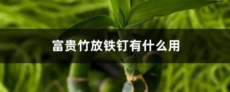 What is the use of iron nails in lucky bamboo? How much water should be put in lucky bamboo