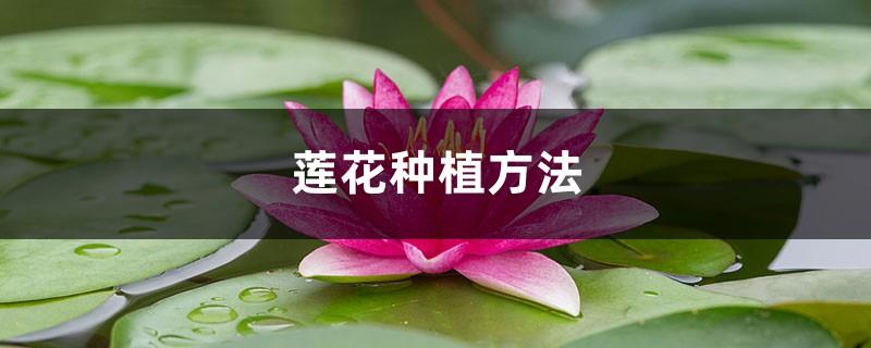 Lotus cultivation method, can lotus be planted and propagated by lotus root