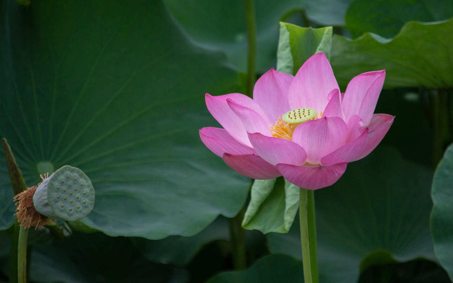 Lotus