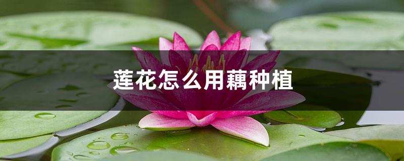 How to plant lotus with lotus root, and how to care for it after planting