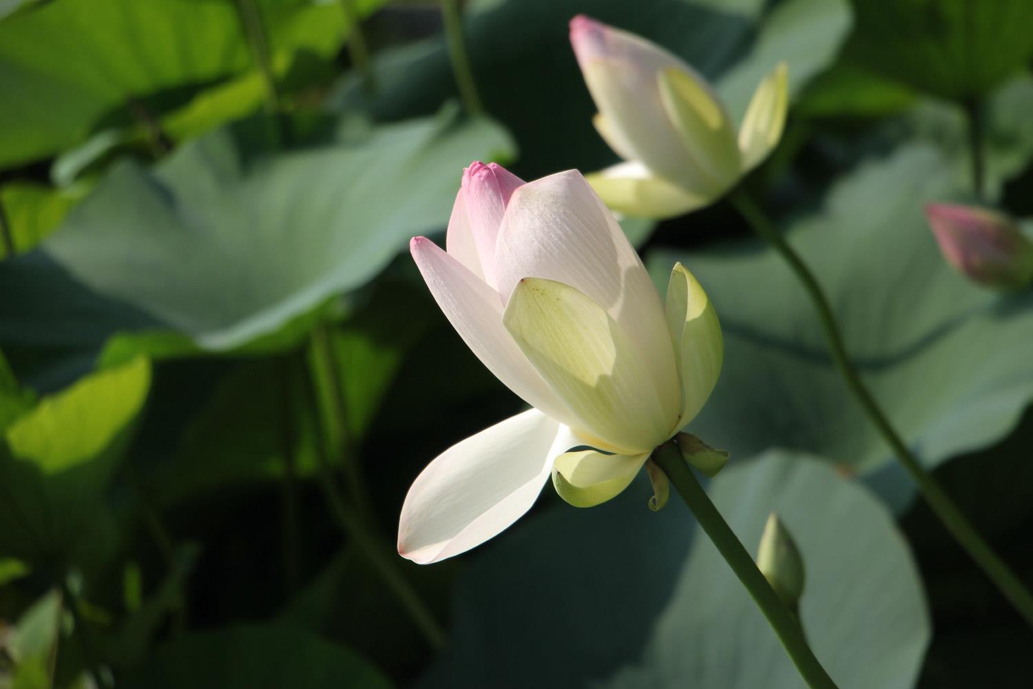 Lotus