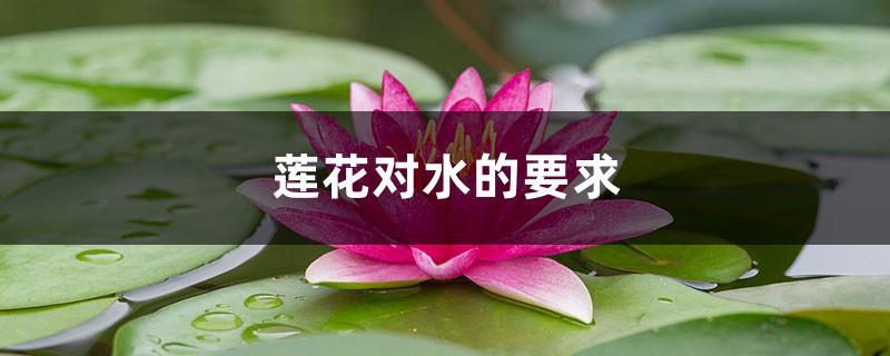 The requirements of the lotus for water, will the lotus die if it is exposed to the rain?