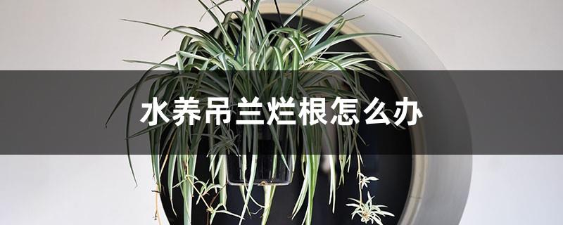 What to do if the spider plants grown in water have rotten roots? Can spider plants with rotten roots be grown in water?