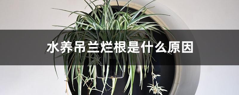 What is the cause of root rot in water-raised spider plants, and how to deal with root rot in water-raised spider plants