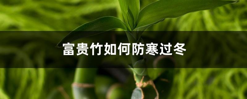 How does Lucky Bamboo prevent the cold in the winter? How many degrees does Lucky Bamboo need to survive the winter?