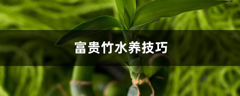 Tips for growing lucky bamboo in water, how long does it take to grow roots in water