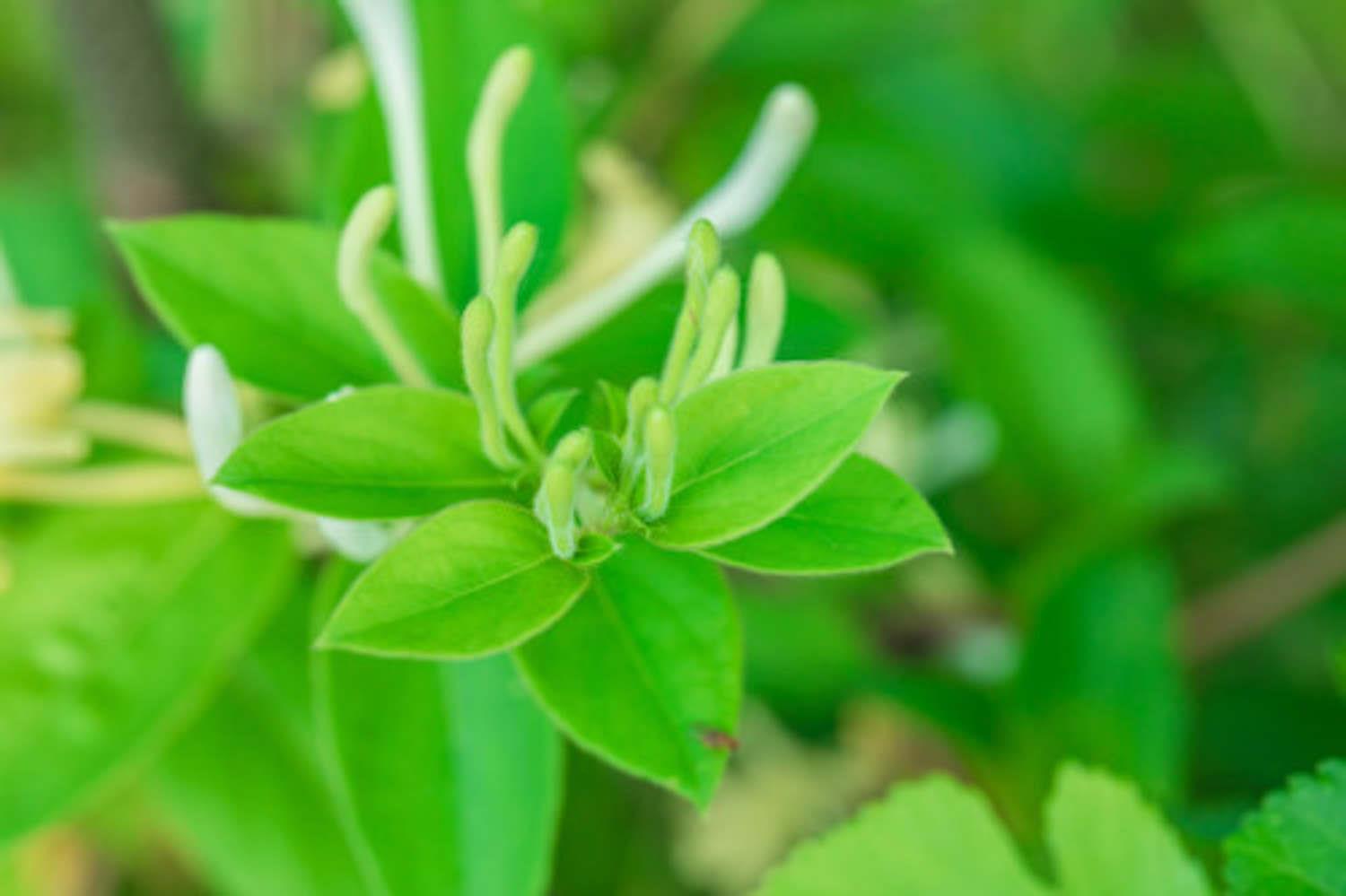 Honeysuckle