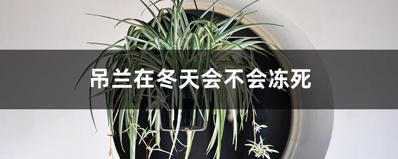 Will Chlorophytum freeze to death in winter? Is it harmful to the human body indoors?