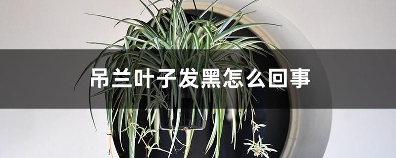 What's wrong with the black leaves of Chlorophytum? How to remedy the soft leaves of Chlorophytum?