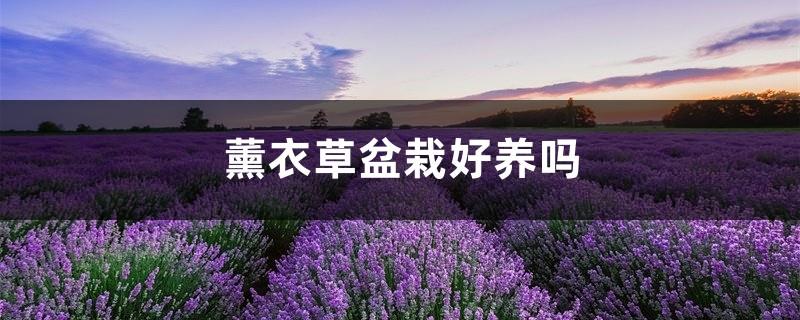 Is lavender potted plants easy to grow, which lavender is suitable for potted plants